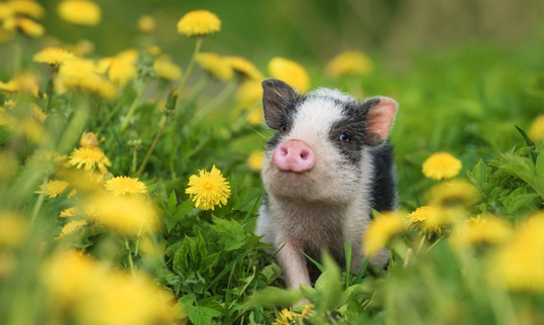 Shutterstock 1206707998